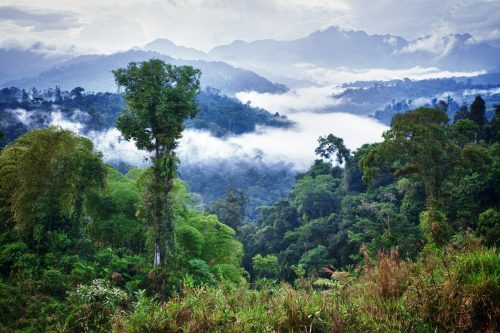 Ecuador,Rainforest,Forest,Jungle,Tropical,Mountain,Wildlife,Rain,Latina,Guatemala